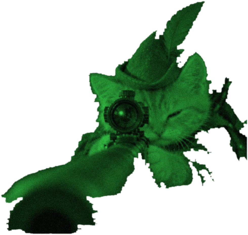 the same kitten seen through night vision, everything green and grainy